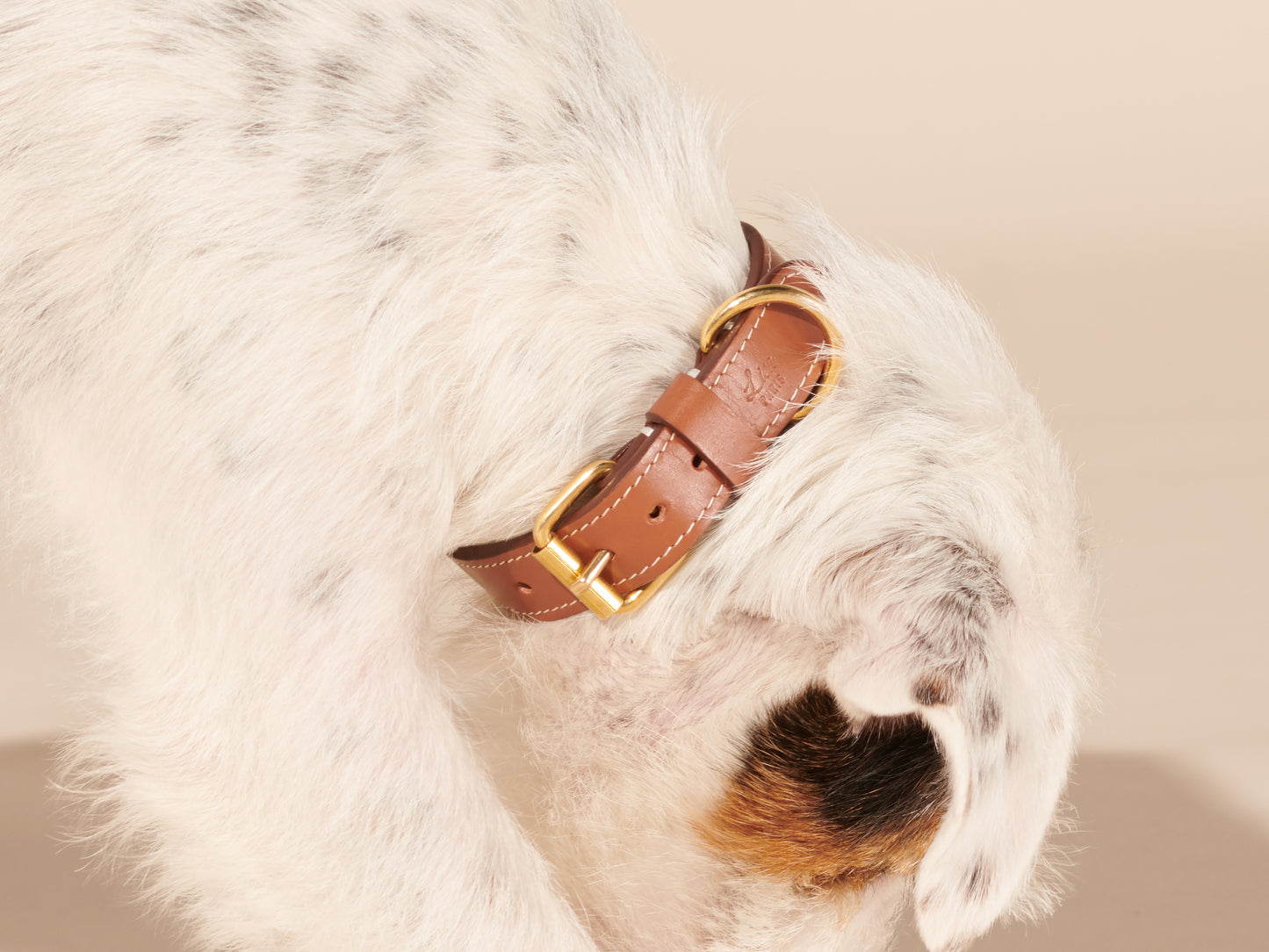 Collier caramel pour petits chiens