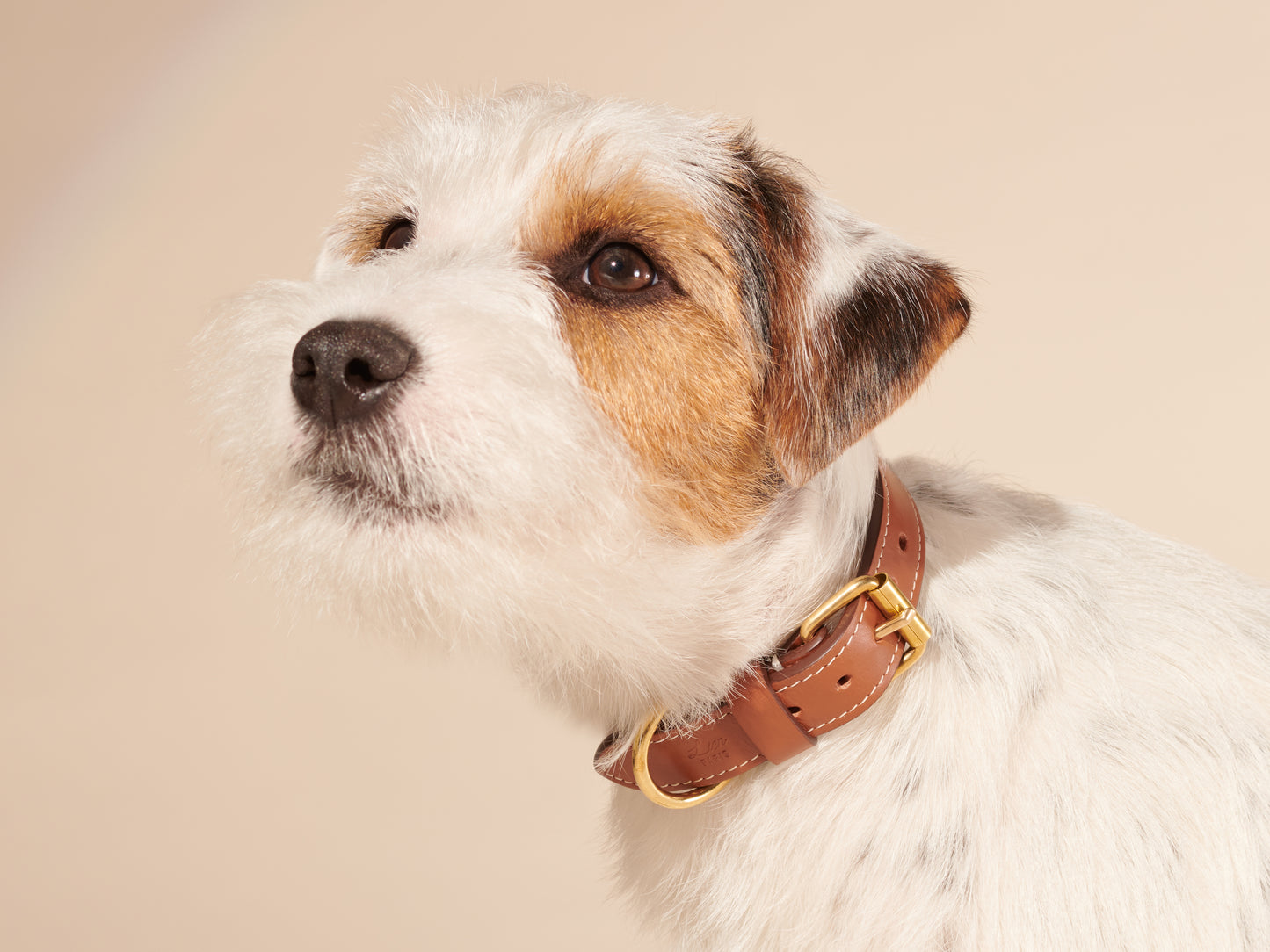 Collier caramel pour petits chiens