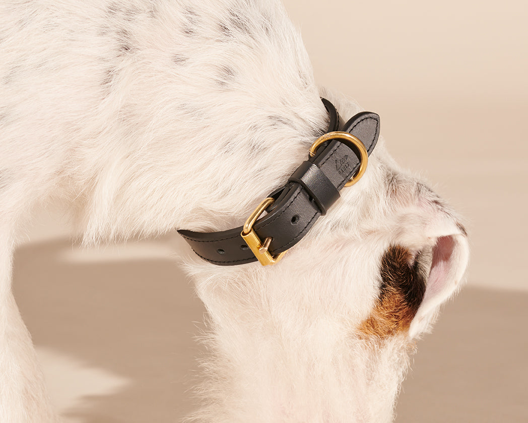 Collier noir pour petits chiens