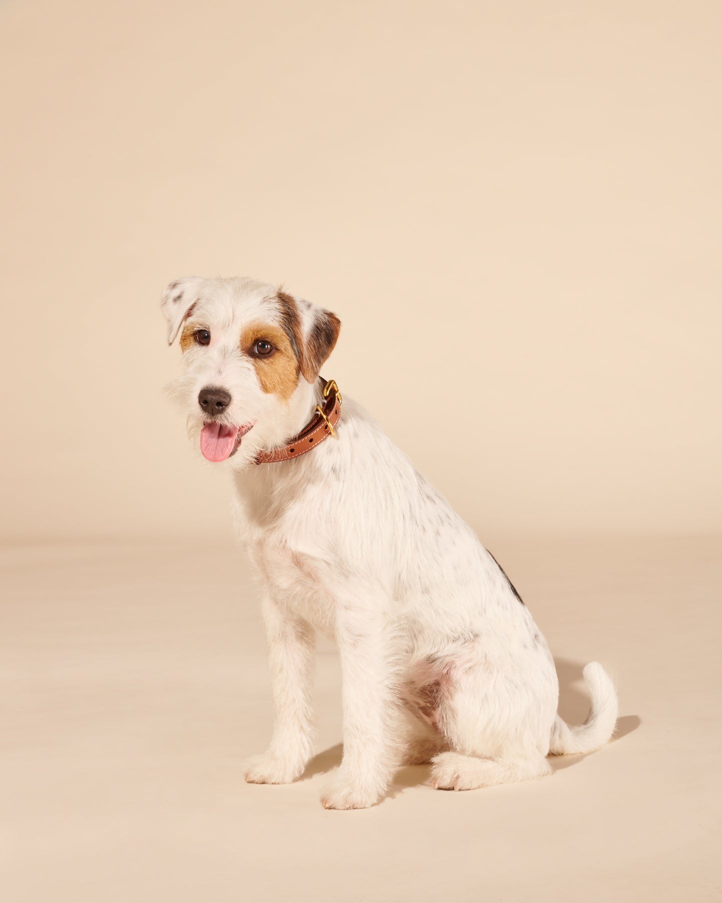 Collier caramel pour chiens moyens