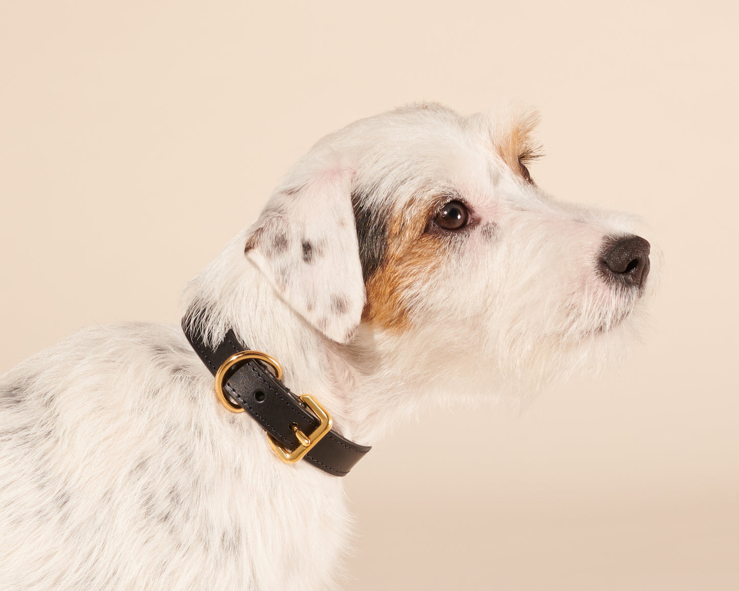 Collier noir pour chiens moyens