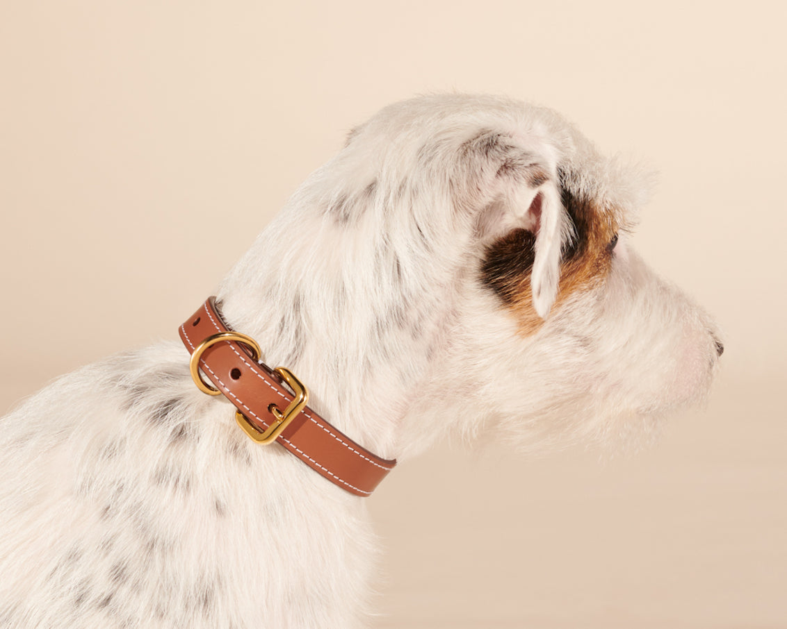 Collier caramel pour chiens moyens