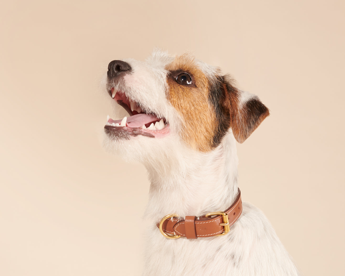 Collier caramel pour petits chiens