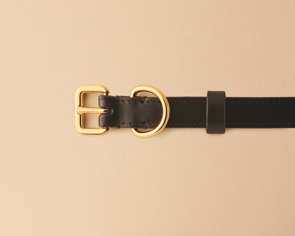 Collier noir pour chiens moyens