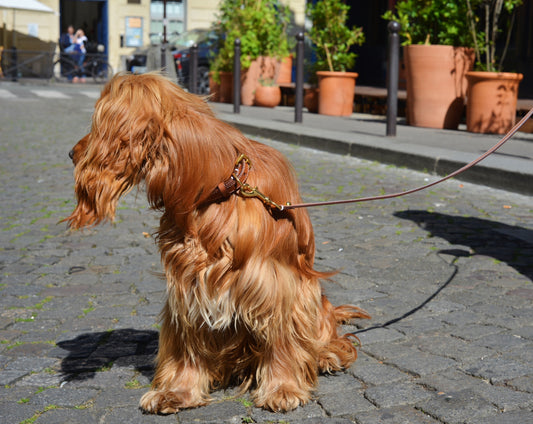 Collier caramel pour chiens moyens