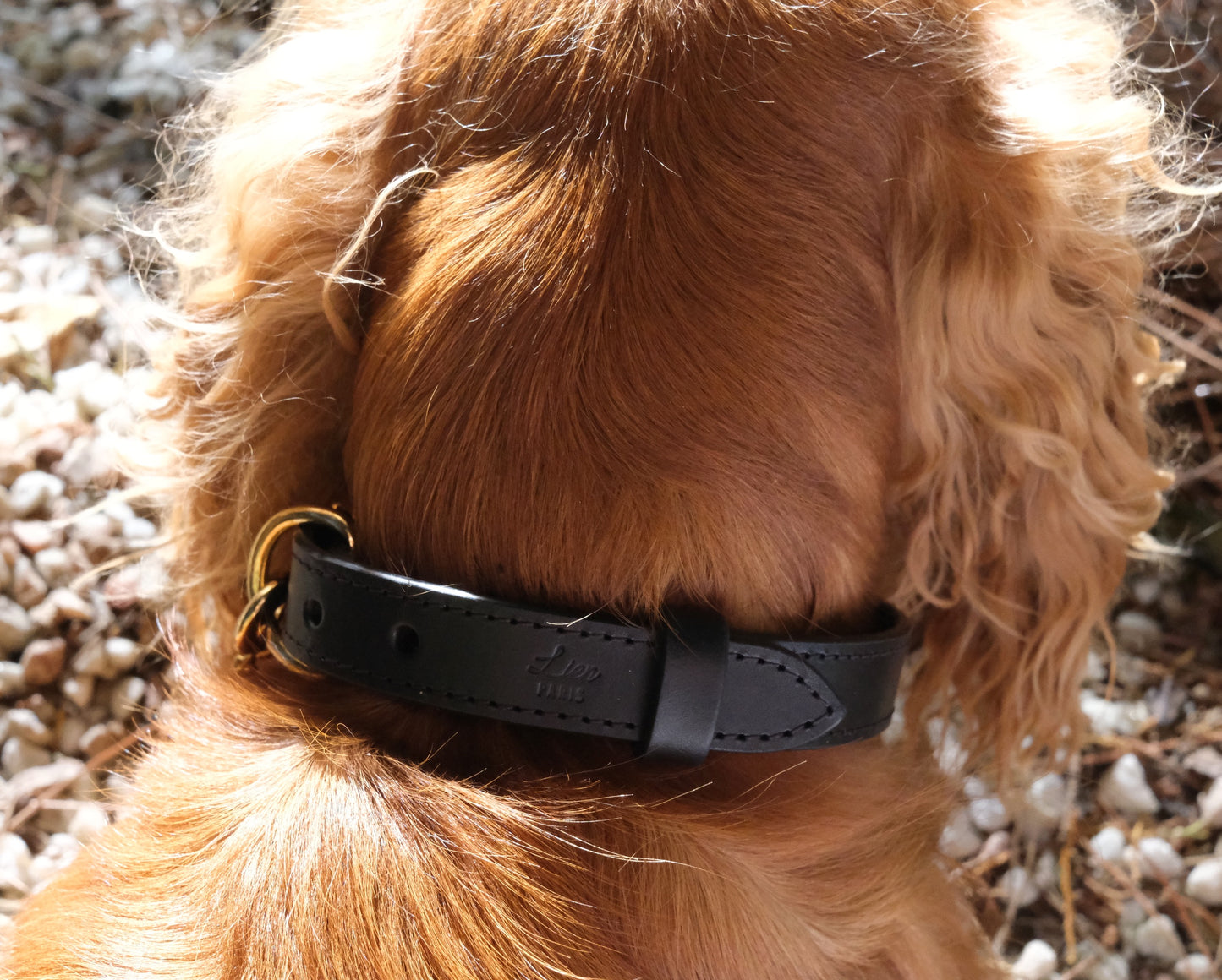 Collier noir pour chiens moyens