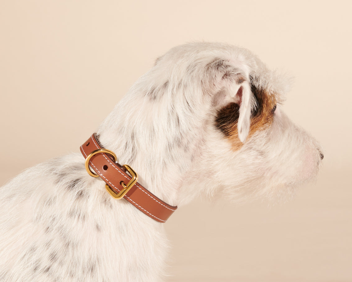 Collar for medium dogs in caramel